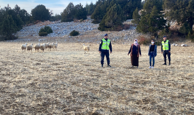 Kaybolan küçükbaş hayvanları jandarma buldu