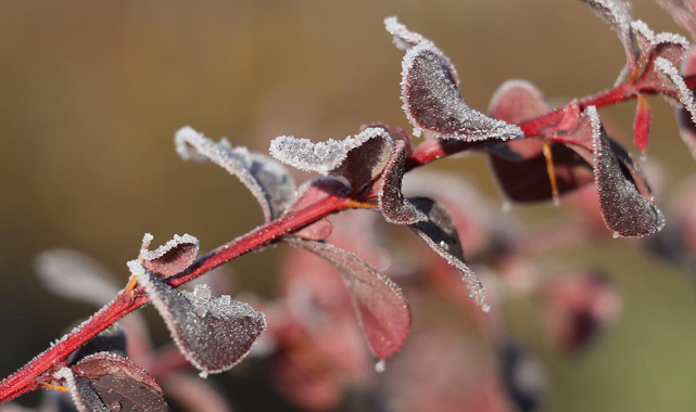 Meteorolojiden Karaman'a zirai don uyarısı