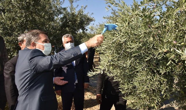 Vali Işık Zeytin Hasadına Katıldı