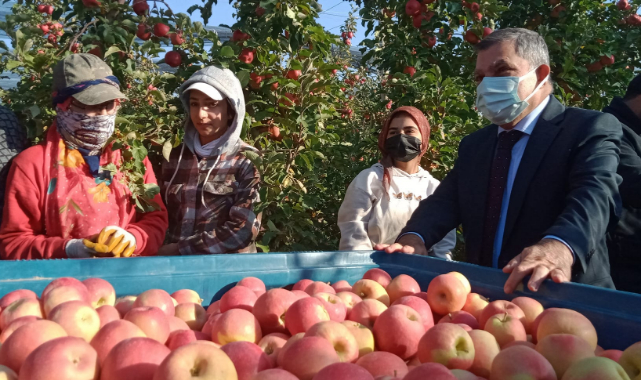 Karaman'da Sezonun Son Elma Hasadı Yapıldı