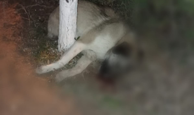 KARDOHAK Başkanı Çağlar: İnsanlık Nereye Gidiyor?
