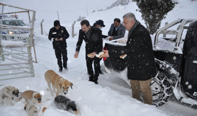 Ermenek Belediyesi Soğuk Kış Günlerinde Sokak Hayvanlarını Unutmadı