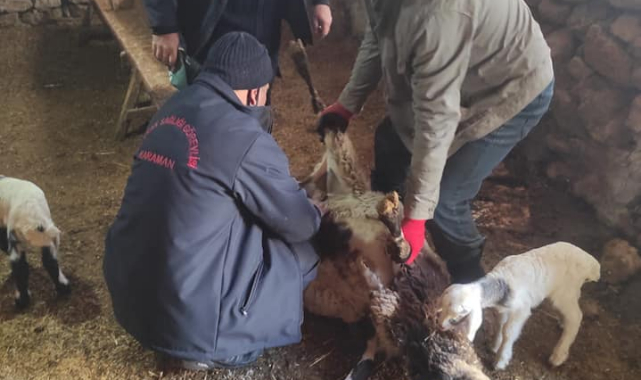 Hayvanlara Çiçek Aşısı Uygulandı