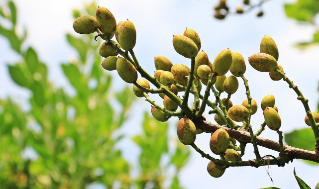 Antep Fıstığı Yetiştiriciliği ve Hastalık Zararlılarıyla İlgili Toplantı Yapılacak