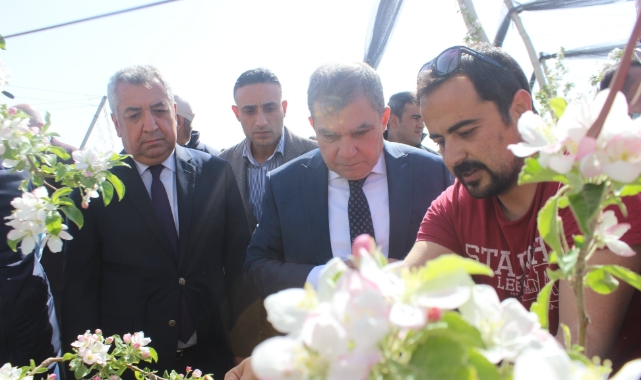 Elma Ağaç Sayısı Artıyor, Karaman Üretiyor