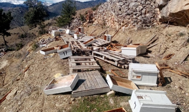 Kalaba Köyünde Ayı Arı Kovanlarını Parçaladı