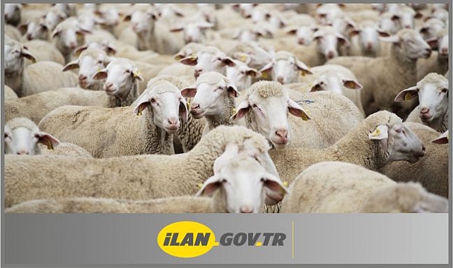 2 Bin 400 Baş Reforme Hayvan İhaleyle Satılacak