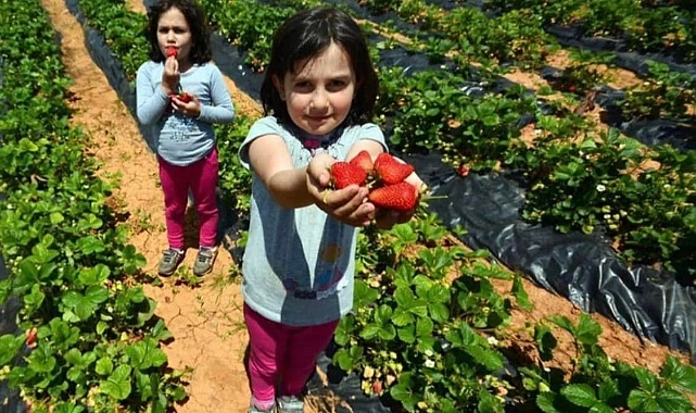 Çilek Bahçesi Kurmak İsteyenler İçin Son Başvuru 3 Haziran