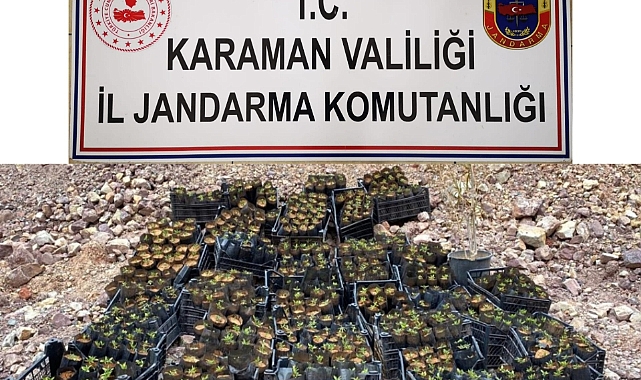 Karaman'da kenevir ve esrar ele geçirildi