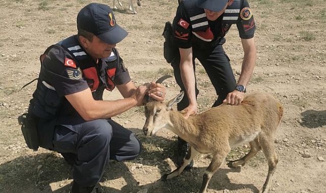 Köpeklerin Saldırısına Uğrayan Dağ Keçisini HAYDİ Ekipleri Kurtardı
