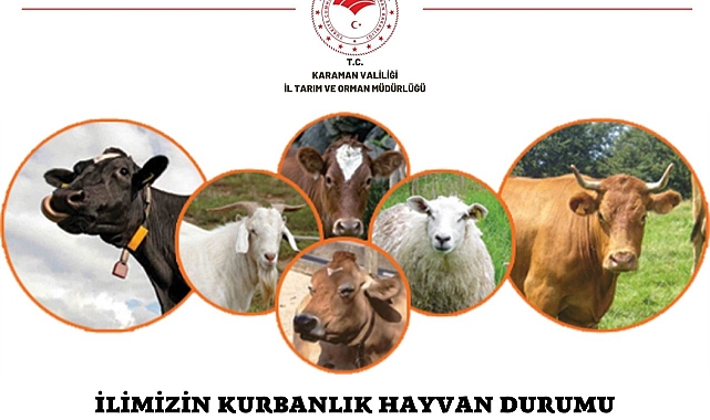 Karaman’ın Kurbanlık Hayvan Sayısı Açıklandı. 3 Bin Büyük, 50 Binde Küçükbaş Hayvan Hayvan alıcısını bekliyor
