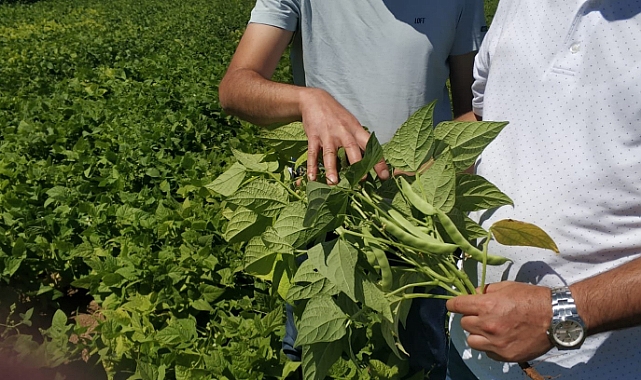 Karaman, Ülkenin % 9.09'luk Fasulye İhtiyacını Karşılıyor