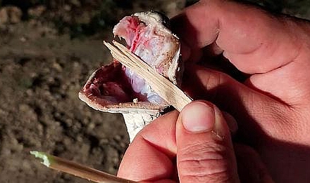 Kendisini Isıran Zehirli Yılanı Yakalayıp "Oh Şifa Olsun" Diye Paylaştı