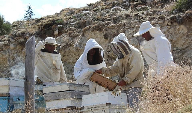 Kaymakam Gür, bal hasadına katıldı