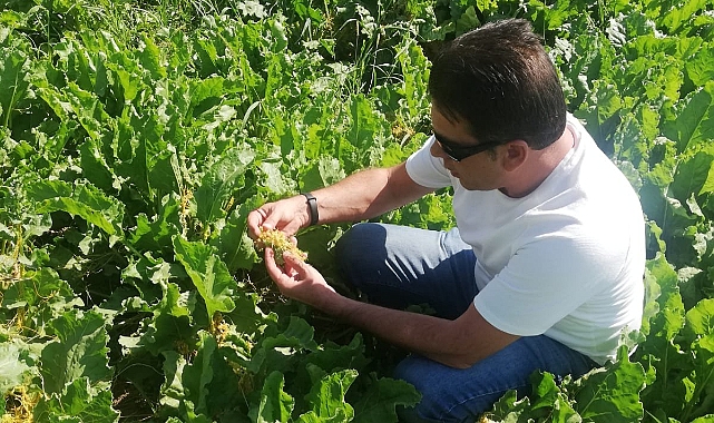 Şeker pancarı hastalık ve zararlı kontrolleri devam ediyor