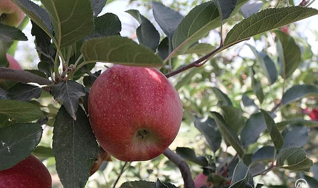 Akçaşehir Elma Festivaline hazır