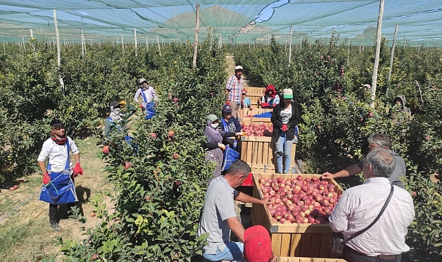 Elmada hasat teknikleri eğitimi verildi
