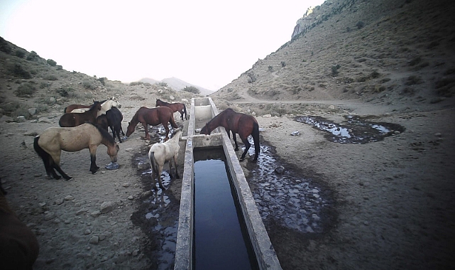 Karadağ&#039;daki yılkı atları için kaya tuzu bırakıldı