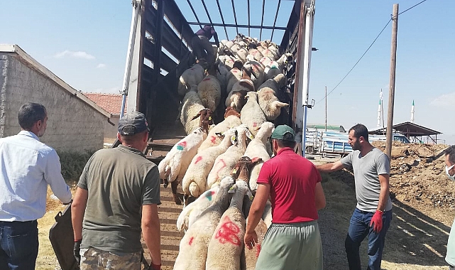 Karaman'dan Irak'a Bin Adet Küçükbaş Hayvan İhraç Edildi