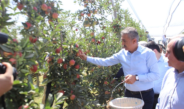 Vali Akkoyun, Akçaşehir'de Elma Hasadı Yaptı