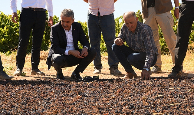 Vali Akkoyun, ekşikara üzümlerini inceledi