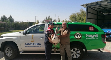 Yaralı Pelikana Jandarmadan Şefkat Eli