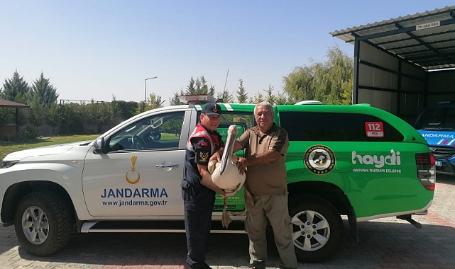 Yaralı Pelikana Jandarmadan Şefkat Eli