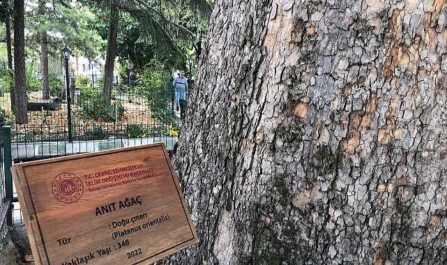 Aktekke Camisindeki dev çınar ağacı 'anıt ağaç' olarak tescillendi