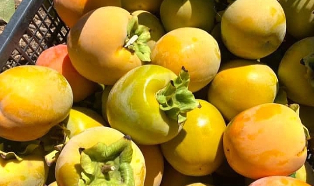 Hurma Cennet Meyvesi Göksu Havzasının Alternatif Ürünü Oldu