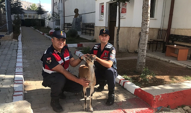 Jandarma, ölmek üzere olan yaban keçisine şifa oldu