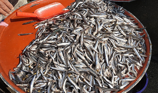 Karadeniz Hamsisi Semt Pazarında 35 TL 