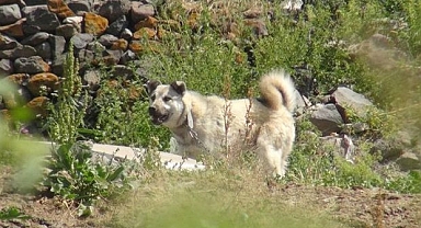 Karaman'da dehşet! Köpeğin saldırdığı kadın hayatını kaybetti!