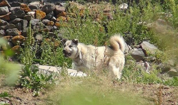 Karaman'da dehşet! Köpeğin saldırdığı kadın hayatını kaybetti!