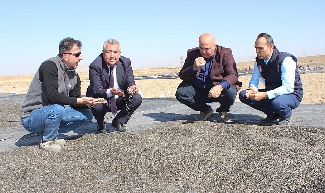 Karaman'da Üretimi Yapılan Tohumluk Ayçiçeği Türkiye ve Dünyada Talep Görüyor