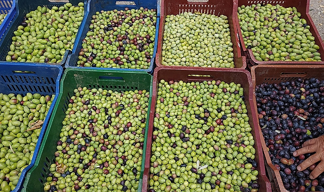 Zeytin Tezgahlarda Yerini Aldı 