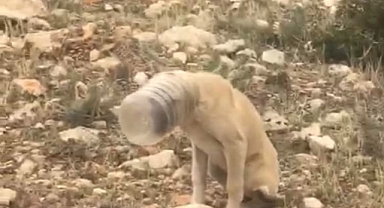 Kafası Bidona Sıkışan Köpek Kurtarıldı