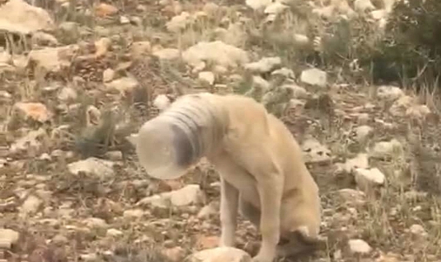 Kafası Bidona Sıkışan Köpek Kurtarıldı
