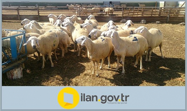 Küçükbaş Hayvan İhaleyle Satılacak