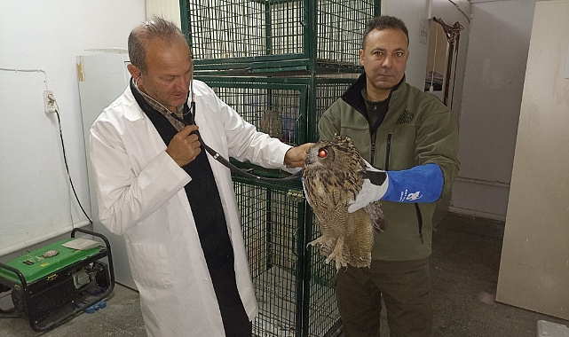 Kulaklı orman baykuşu, tedavisinin ardından doğaya bırakıldı