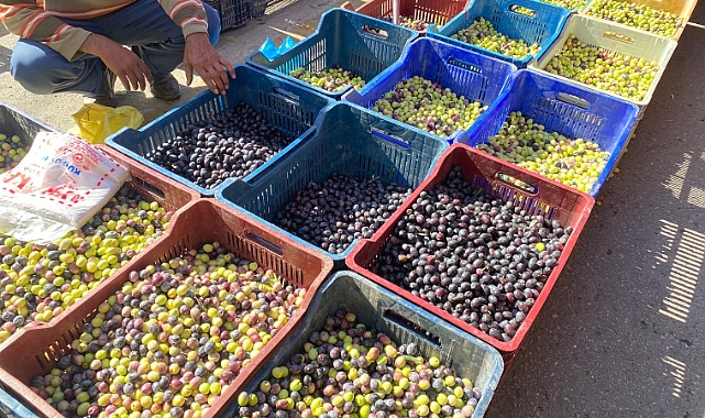 Sofralık Zeytinler Pazar Tezgâhlarında Görücüye Çıktı
