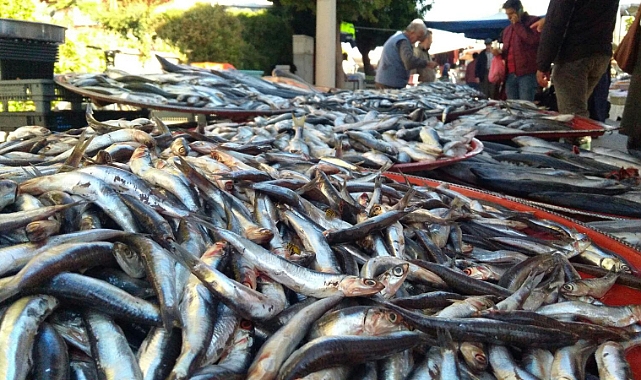 Hamsinin Fiyatı Düştü