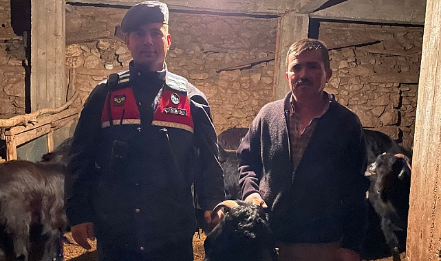 Kaybolan keçileri jandarma drone ile buldu