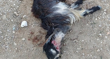 Ermenek'te kurtlar ağıla saldırdı