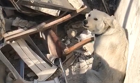 Enkaz başında bekleyen köpeğin acı bekleyişi yürekleri dağladı