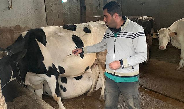 Karaman'da Şap Virüsüyle İlgili Bir Sıkıntı Bulunmuyor