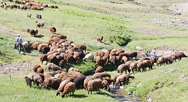 Karaman'da yabancı uyruklu çobanlara verilecek ücret belli oldu, aylık 10 bin lirayı geçti