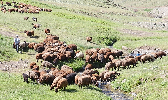 Karaman'da yabancı uyruklu çobanlara verilecek ücret belli oldu, aylık 10 bin lirayı geçti