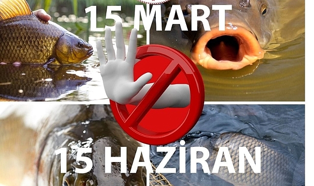 Sazangillerin Avcılığı Yasaklandı