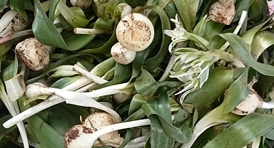 İlkbaharı Müjdecisi Burlumbuş Otu Kilosu 50 TL