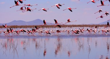 Akgöl sazlıkları flamingolarla hareketlendi